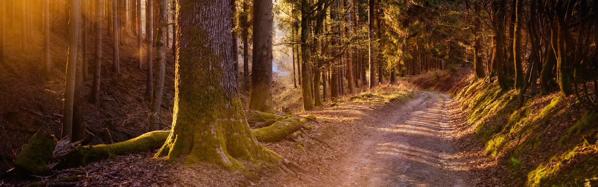 Buchhholzer und Marklendorfer Rundweg