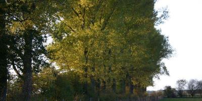 Buchholzer Impressionen Bild 07