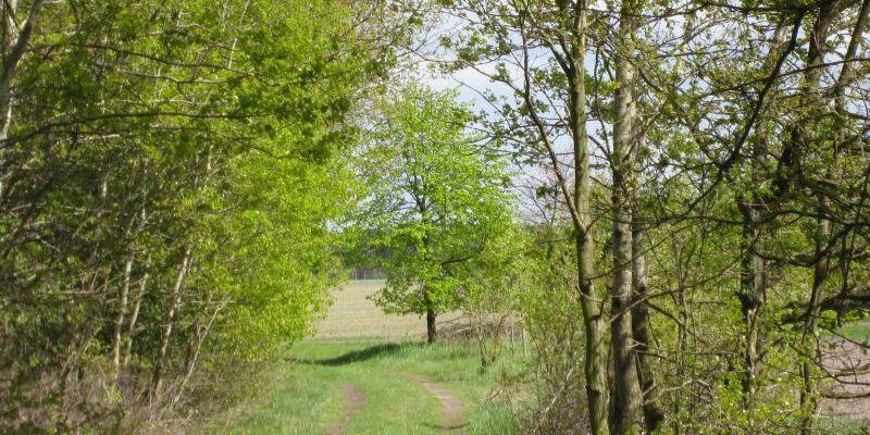 Buchholzer Impressionen Bild 08