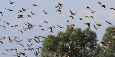 Buchholzer Impressionen Bild 18