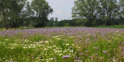 Buchholzer Impressionen Bild 25